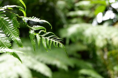 Close-up of fern leaves