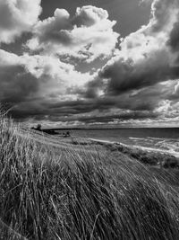 Grass growing by beach against cloudy sky