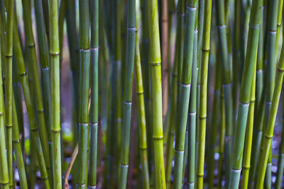 Full frame shot of bamboo plants