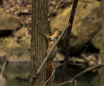 Close-up of insect on tree trunk