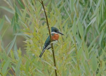 Close-up of bird perching on plant