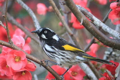 Close-up of bird perching on branch