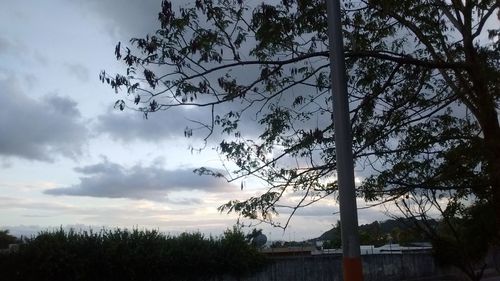 Trees on landscape against cloudy sky