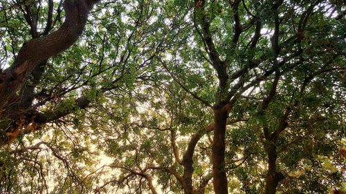 Low angle view of trees in forest against sky