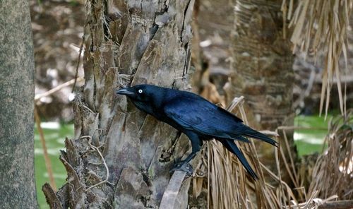 Close-up of bird perching on tree