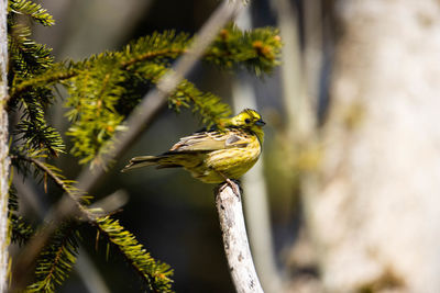 Bird perching on a branch