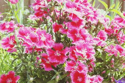 Close-up of pink flowers