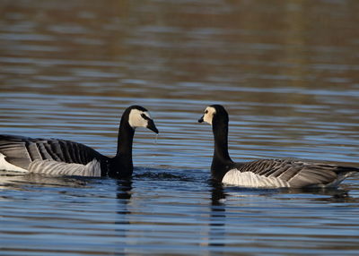 Birds swimming in lake