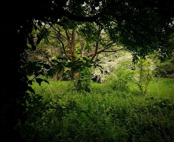 Trees in forest