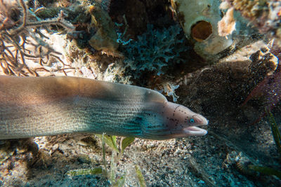 Fish swimming in sea