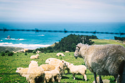 View of sheep on shore