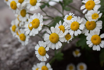 High angle view of daisy flowers