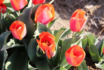 Close-up of red tulips