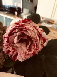 Close-up of rose bouquet