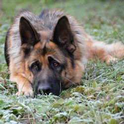 Portrait of dog lying on grass