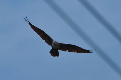 Low angle view of eagle flying in sky