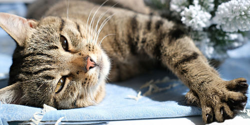 Tabby cat laying in the sunshine. lazy relaxed cat. pet friends. cat with yellow eyes. morning relax