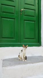 Cat on closed door of house