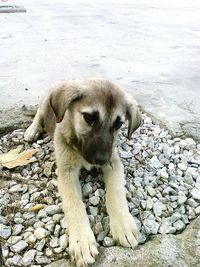 High angle view of puppy on rock