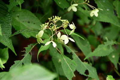 Close-up of white flowering plant