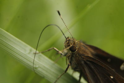 Close-up of butterfly on leaf