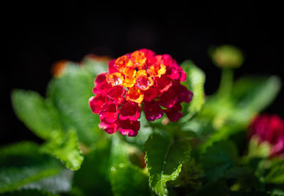 Close-up of red flowering plant