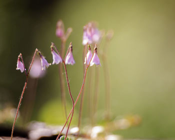 Close-up of flowers