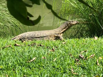 Side view of a reptile on a field