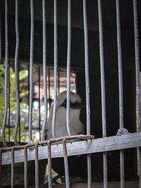 View of cat in cage