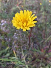 Close-up of yellow wildflowers blooming outdoors