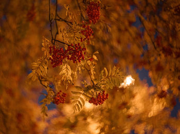 Low angle view of flowering plants on tree during night