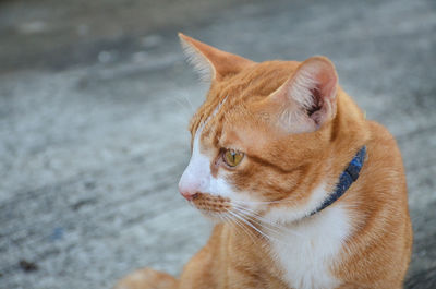 Close-up of a cat looking away