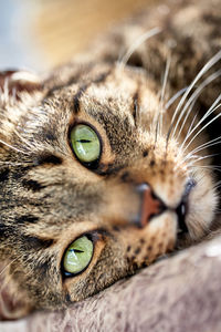 Close-up portrait of a cat