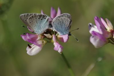 Close-up of butterflies mating on pink flower