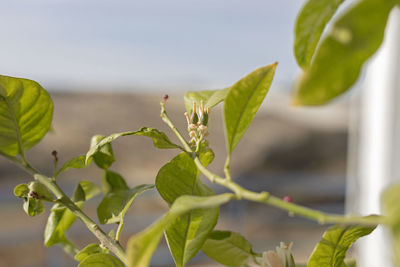 Close-up of insect on plant