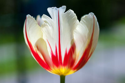 Close-up of flower blooming outdoors