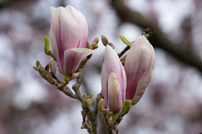 Close-up of pink flower buds