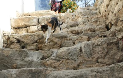 Dog on stone wall