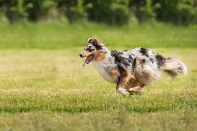 Dog on field