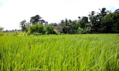 Scenic view of wheat field against clear sky