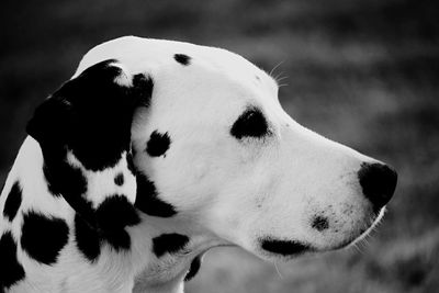 Spotty dog