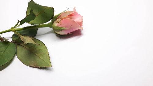 Close-up of roses against white background