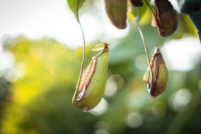 Close-up of plant