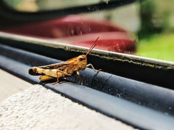 Grasshopper on car window sill