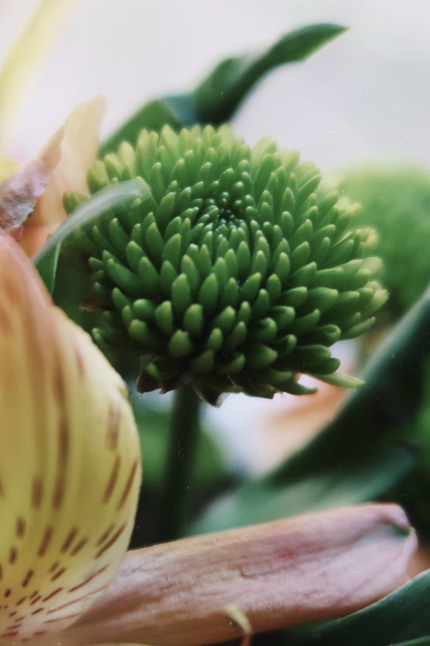 CLOSE-UP OF FRESH WHITE FLOWER IN CONTAINER