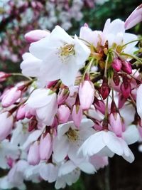 Close-up of pink cherry blossoms