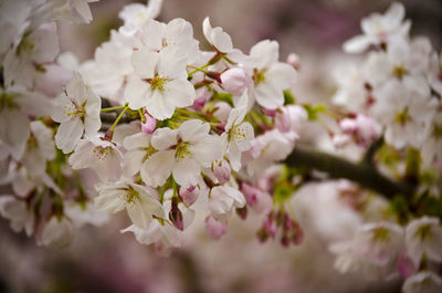 Close-up of white flowers blooming in park