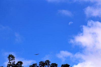 Low angle view of trees against sky