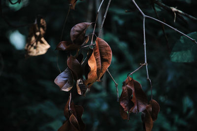 Close-up of dry leaves hanging on plant