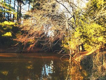 Reflection of trees in water